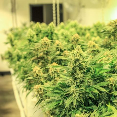 How to Determine if Your Cannabis Plants are Ready for Harvest