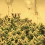 How to Harvest Marijuana Buds...The Big Day