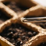 Materials Needed for Germinating Cannabis Seeds