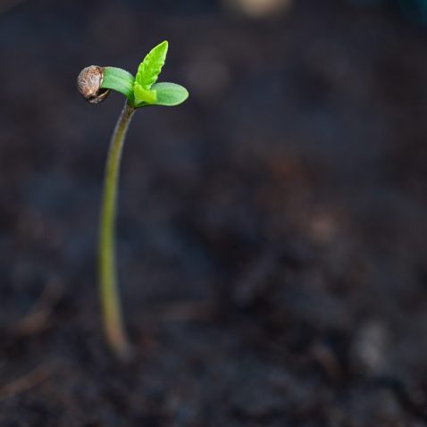 General Requirements for Cannabis Seed Germination
