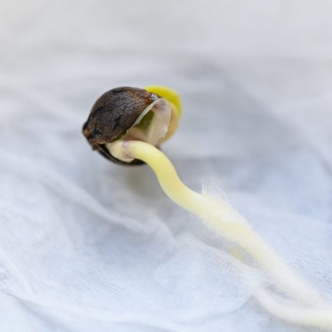 How do Cannabis Plants Produce Seeds?