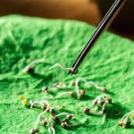 Cannabis Seed Germination Methods