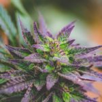 How to Grow Cannabis Outdoors