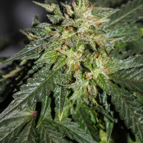 Hydroponic Cannabis Growing