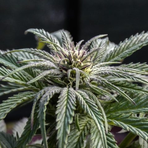Why We Grow Cannabis Sinsemilla