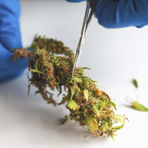 Trimming Cannabis Flowers