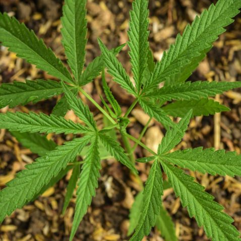How to Clone Cannabis in 10 Steps
