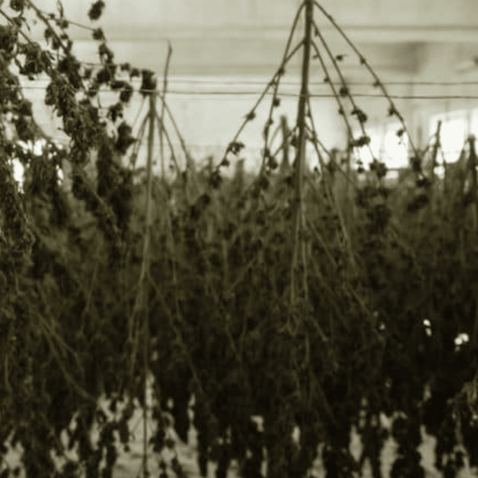 Drying Cannabis Flowers