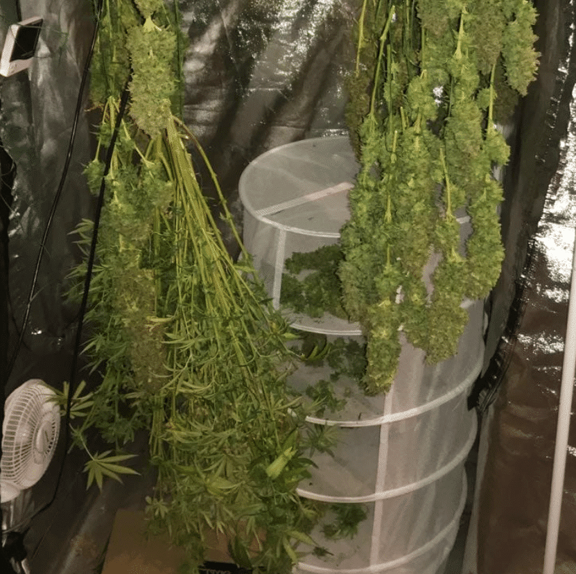 How to Harvest Marijuana