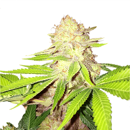 Best Soil for Cannabis
