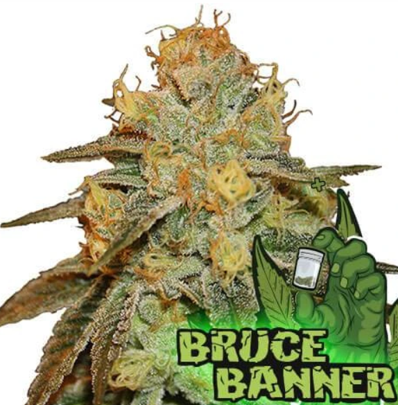 Bruce Banner Strain