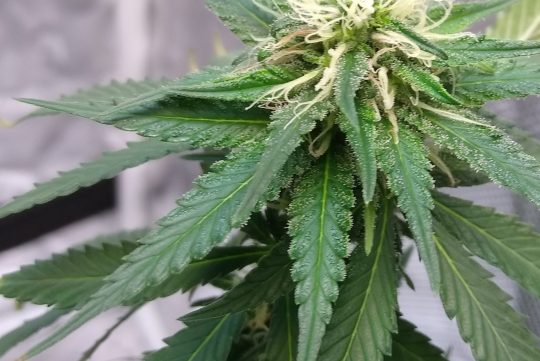 Alternaria and Cannabis Plants