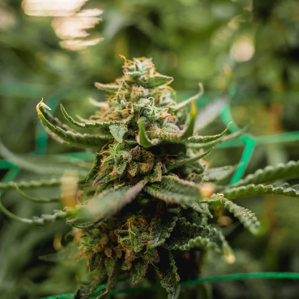 cannabis-plants-ready-harvest