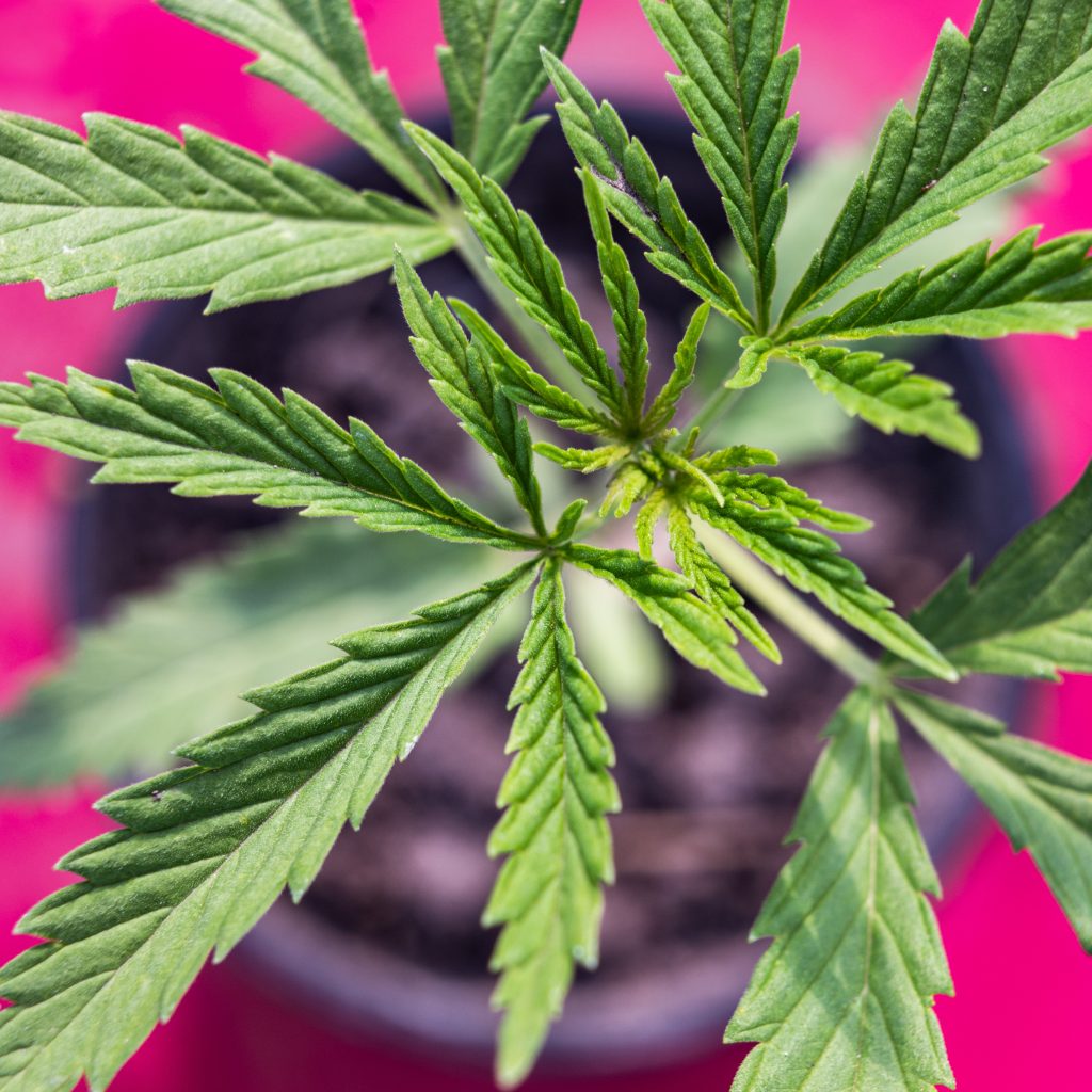 young-cannabis-plant